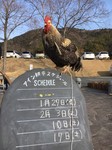 にわとり.jpg